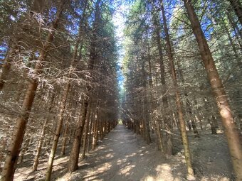Lesní pozemek a pozemek ostatní plocha Horní Lánov - 2