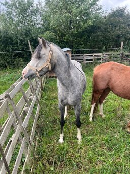 Na jaře 4 letá klisna WPBR - 2