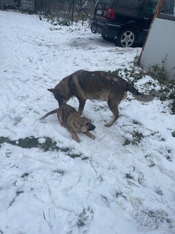 Stejně vlčáka - 2