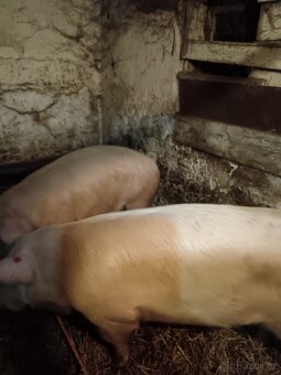 Prodám vykrmené prase - 2