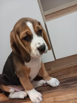 štěňátka bígla - 2