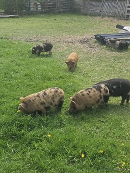 Selata kune kune - 2