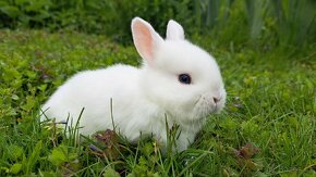 Zakrslý králíček, zakrslý králík beránek - 2