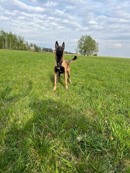 Belgický ovčák malinois - 2