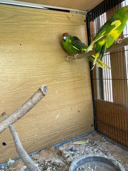 Kakariky - 2