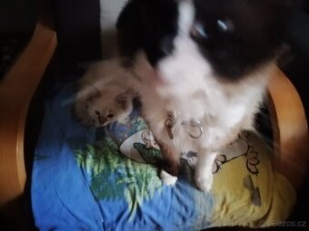 Ragdoll Kocourek - 2