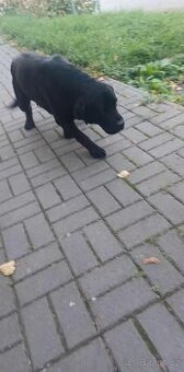 Labrador čierny - 2