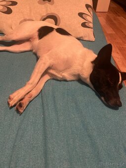 Jack Russel s čivava: stáří 8 měsíců - 2
