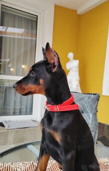 Doberman šteniatka s PP - 2