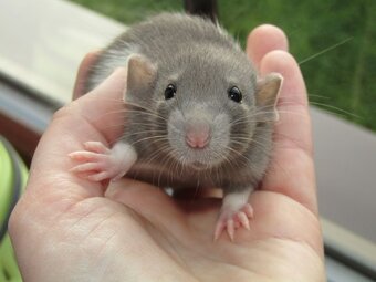 Dumbo potkaní mláďátka s výpisem předků - 2