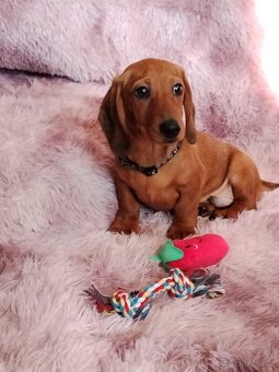 Jezevčík hladkosrstý trpasličí/králičí - 2