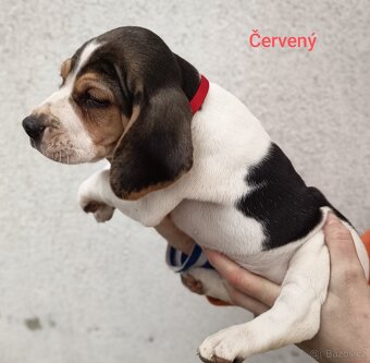 Bígl štěně - 2