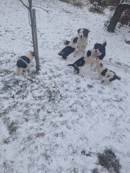 Štěnata Border kolie - 2