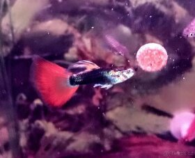 Paví očka Guppky Prachaticko - 2