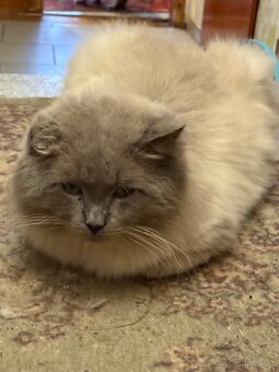 Daruji Nevska Maskarada - 2