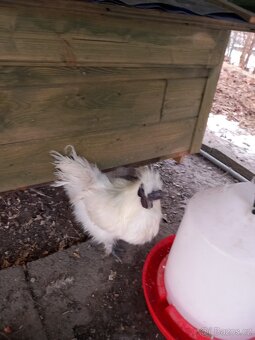 Hedvábnička kohout - 2