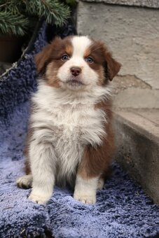 Australský ovčák bez PP - 2