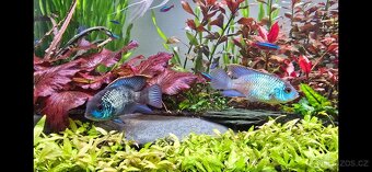 Akara blue electric - 2