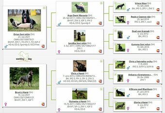 Německý ovčák s PP - černá fenka - 2