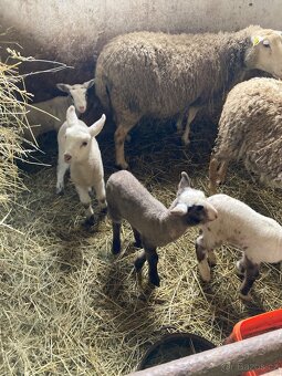 Prodám ovce + jehňata - 2