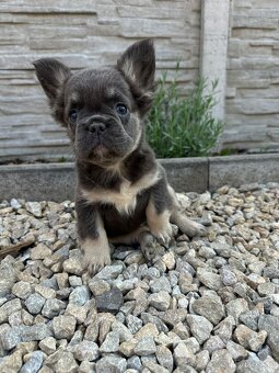 Francouzsky buldoček fenka fluffy - 2