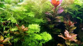 Rostliny akvarijní - 2