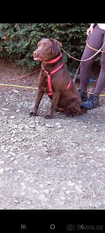 Labrador - 2