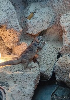 Samec Čukvala zavalitá ( sauromalus ater) - 2
