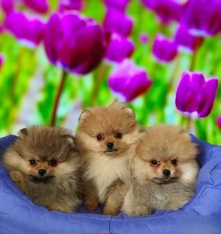 Pomeranian pomerian - 2