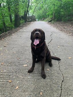 Štěňátka Labradora - 2