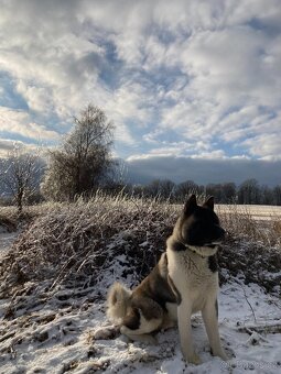Americká Akita - 2