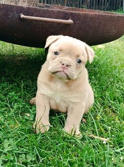 Staroanglický Bulldog, old english buldok, anglického tipu - 2