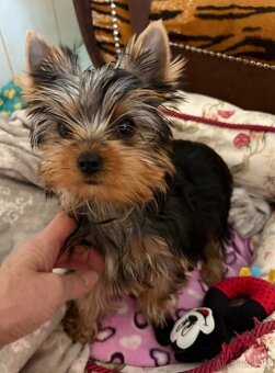 Yorkshire terrier - 2