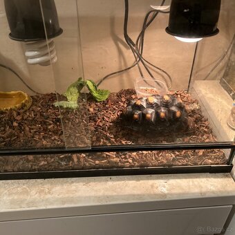 Suchozemská želva uhlířská - 2