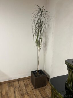 Pokojová rostlina Dracaena Marginata - 2