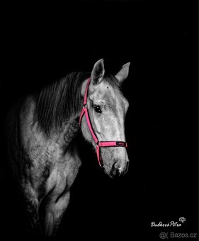 Starokladrubská kobyla - 2