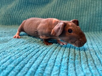 Skinny morčátka, samci - 2