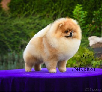 Pomeranian s PP FCI, kluci - 2