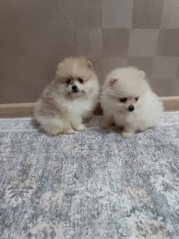 Pomeranian - 2