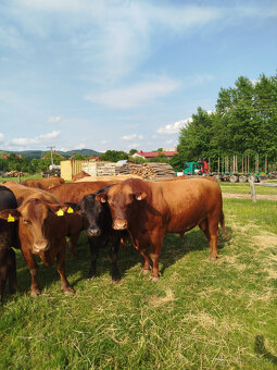 Prodám, vyměním býka Aberdeen Angus RED - 2