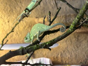 Chameleon Jemenský - 2
