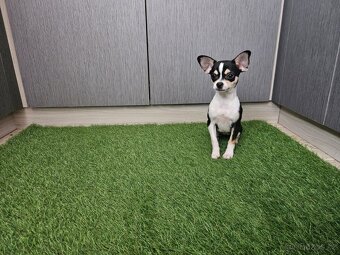 chihuahua stenatka - 2
