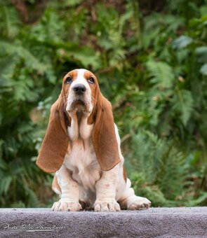 ,Basset Hound - 2