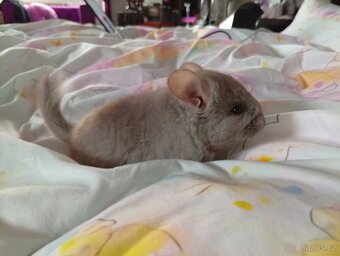 Činčila samička - 2