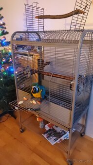 Letošní ručně dokrmené odchovy - 2