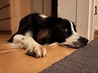 Border kolie- daruji - 2