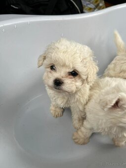 Bišonek Frise - 2