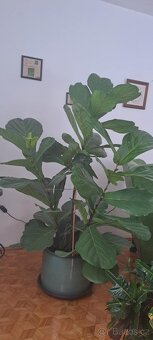 Ficus lyrata - 2