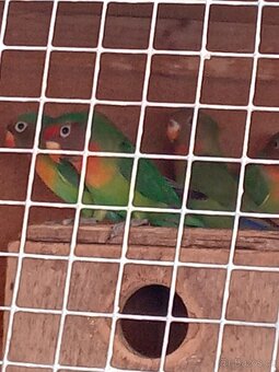 Prodám Agapornis - 2