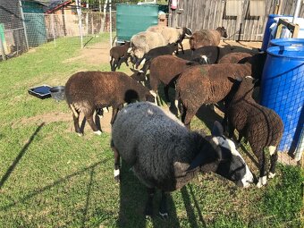 Beran Zwartbles - 2